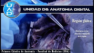 Región glútea: músculos y topografía - UAD - Primera Cátedra de Anatomía - FMed - UBA