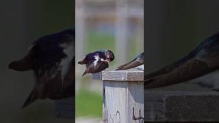 🐤 #Tree_Swallows  #birds #wildlife #nature