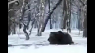 Chasse à l'ours avec des chiens