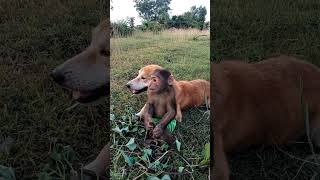 Monkeys and dogs ស្វា និងឆ្កែ #monkeylove #monkeyvideo #monkeydluffy #babymonkey #monkeyking