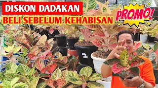 DISKON DADAKAN‼️ Aglonema harga Coret,,, Beli sebelum kehabisan ~ 590