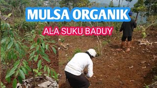 MULSA ALAMI CARA TANAM TRADISIONAL SUKU BADUY