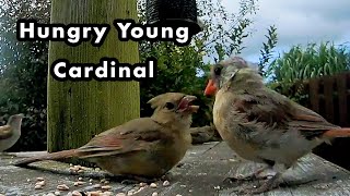 Juvenile Northern Cardinals At My Bird Feeder