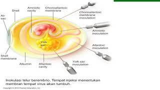 Klasifikasi dan Identifikasi Virus - Virus