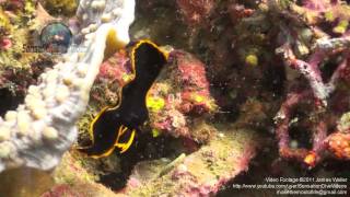 Juvenile Pinnate Batfish Underwater Stock Footage Video.mp4