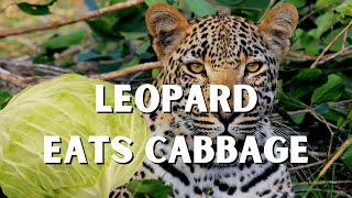 Aurora The Leopard Playing With A Cabbage For Enrichment