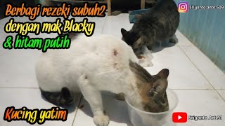 #kucingliar #kucinglucu #catlovers Berbagi Rezeki subuh-subuh dengan mak Blacky dan si hitam putih