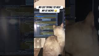 Cat trying to help me get my job done