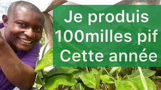 Top 5 conseils pour réussir la production des Pifs au Cameroun !