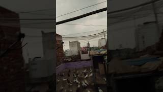 Apke yaha bhi aise mosam hai kya😱#shorts #pigeon #viralshort #minivlog #birds #short #youtubeshorts