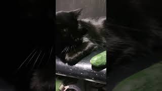 Cat and Cucumber