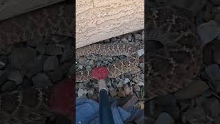 Rattlesnake Under an Umbrella