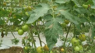 गोलभेँडा खेतिमा बाढी पस्दा क्षति#video #agricultur #tomato#farming