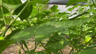 Habanero peppers update #dripirrigation #habaneros