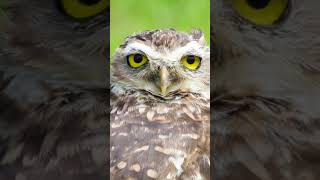 OWL Rotate neck 360 Degree #worldtour #nature #bird