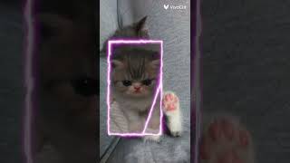 edit de gatitos