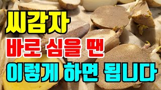 씨감자 준비하기 자르고 바로 심을때는 이렇게해서 심으세요.