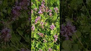 Wild Thymian Herbs