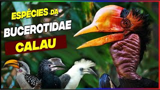 TODAS AS ESPÉCIES DO CALAU - PARTE 1! (Família Bucerotidae)