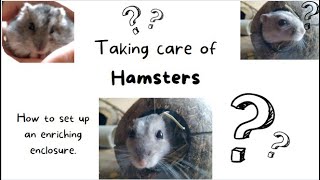 Caring For Hamsters Ep. 4 // How to set up an enriching enclosure