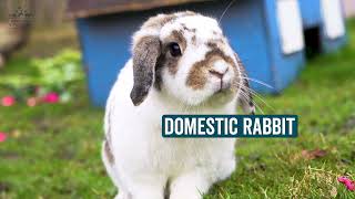 Animal Of The Week- Domestic Rabbit