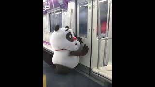 Cute Panda funny clip🥰😍| #panda #funny #cute #shorts #love