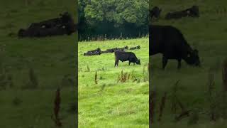 The Cows Are Back                           #cow #animals #nature