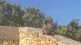 Baboons at Cape of Good Hope, South Africa