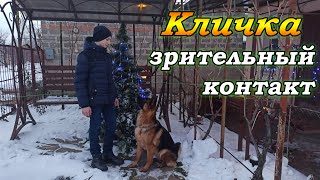 Как приучить щенка к кличке. | Как научить собаку смотреть в глаза по кличке. | Зрительный контакт