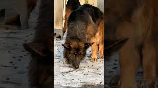 Agar Pitbull ka samna German shepherd se ho jaye. #pitbull #dog #rottweiler