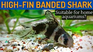 Unveiling the Secrets of the Chinese High-Fin Banded Shark (Myxocyprinus asiaticus)