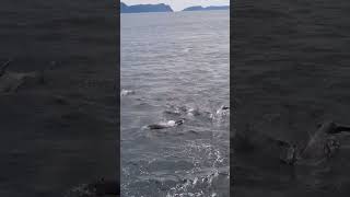 More Dolphins! North Coast Trinidad 🇹🇹 #shorts #shortsvideo