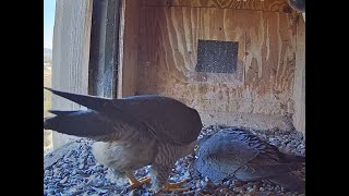 Peregrine Falcons Orange CSU NSW, You have to leave Xavier! 2024 09 01