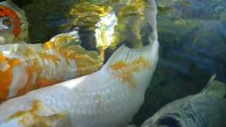 Koi Pond, Robert Sinskey Vineyards, Napa, California