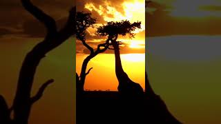 Giraffe's Last Eat For The Day | Giraffe Silhouette #wildlife #giraffe #silhouette #sunset