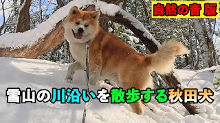 雪山の川沿いを散歩する秋田犬★BGM無し 自然の音バージョン★【びしゃもん】#雪山の散歩 #リラックス #自然の音