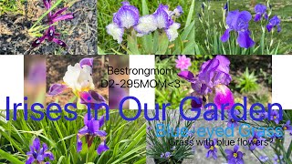 Five varieties of iris in our garden. Each varieties‘ growth characters &how to prune spent flowers.