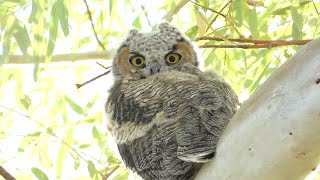 Great Horned Owl Nesting Facts