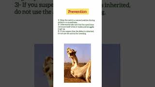 Wry Neck Syndrome in camel | Torticollis Condition #vets #veterinary #camel