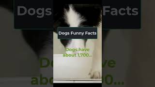 Dogs Have About 1700…?? What?? If You Can Tell, Write Below ⬇️ #dog #dogs #doglover #dogfunny