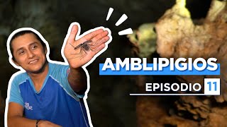 Al Natural Ep11  Amblipigios|Río Secreto #AlNatural | Ep. 11. Temp. 2