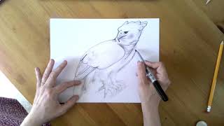 harpy eagle drawing tutorial