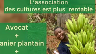 5 conseils pour réussir l’association des cultures au Cameroun !