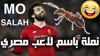 حركتها بطيئة عكس محمد صلاح : نملة اكتشفها مصري وسماها "مو صلاح" تيمنا بلاعبه المفضل