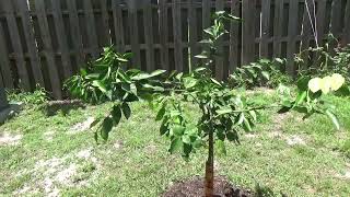 Our New Orange Tree