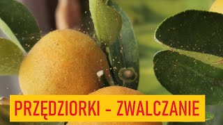 Jak zwalczać przędziorki? Ten oprysk to rewelacja!