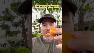 Dziki owoc w Kalifornii: Loquat