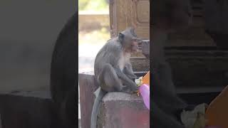 Monkey video  Prank monkey #funny #monkey #monkeyvideo #animals #funnyanimal #monkeyshow #animals