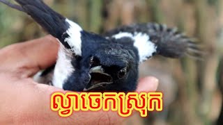 Magpie Robin Trapping | kacer burang​ | ល្វាចេកស្រុក