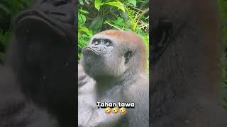 Orang hutan lucu, video viral, video terbaru, video lucu #lucu #youtubeshorts